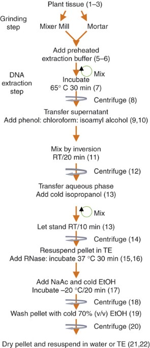A modified protocol for rapid DNA isolation from plant tissues using cetyltrimethylammonium bromide | Nature Protocols A modified protocol for rapid DNA isolation from plant tissues using cetyltrimethylammonium bromide | Nature Protocols