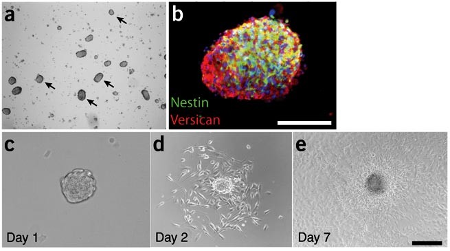 Isolation of skin-derived precursors (skps) and differentiation and enrichment of their schwann cell progeny