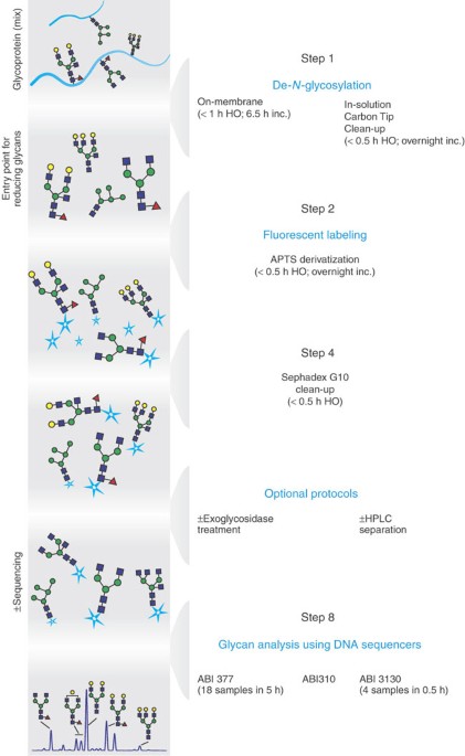Glycome Mapping On Dna Sequencing Equipment Nature Protocols