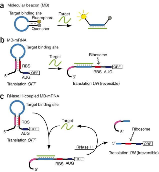 Cis Regulatory Hairpin Shaped Mrna Encoding A Reporter Protein Catalytic Sensing Of Nucleic Acid Sequence At Single Nucleotide Resolution Nature Protocols