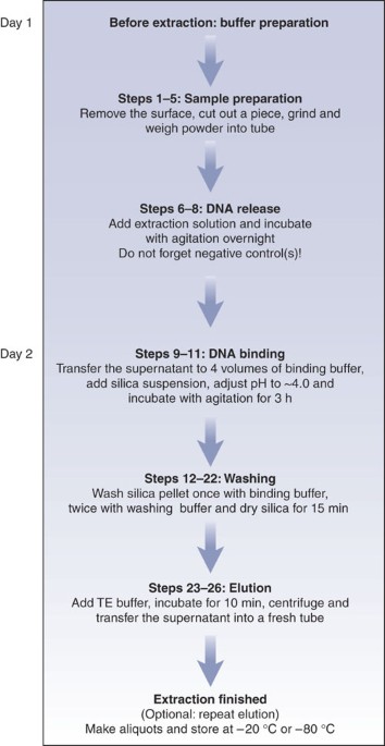 Ancient DNA extraction from bones and teeth | Nature Protocols process flow diagram using javascript 