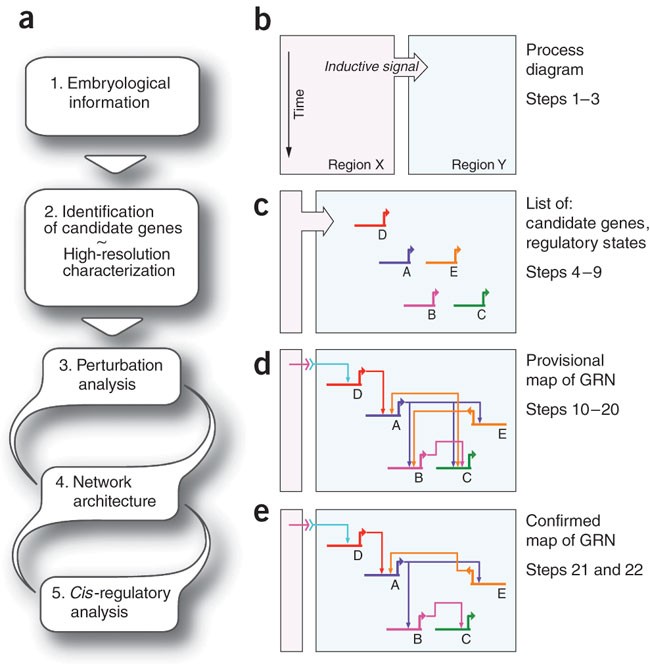 A protocol for unraveling gene regulatory networks