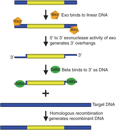 regering Vil have Bunke af Recombineering: a homologous recombination-based method of genetic  engineering | Nature Protocols