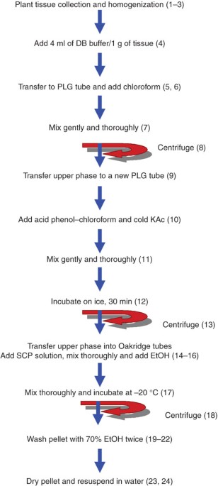 A Robust Plant Rna Isolation Method Suitable For Affymetrix Genechip Analysis And Quantitative Real Time Rt Pcr Nature Protocols