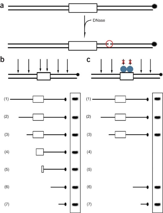 Quantitative DNase footprint titration: a tool for ...