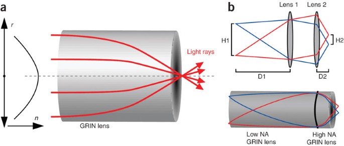 In vivo dendritic calcium imaging with a fiberoptic periscope system