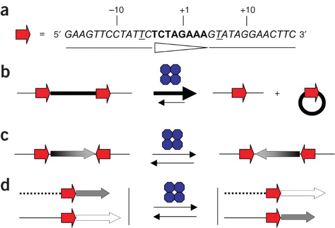 FLP/FRT-mediated conditional mutagenesis in pre-erythrocytic stages of  Plasmodium berghei | Nature Protocols