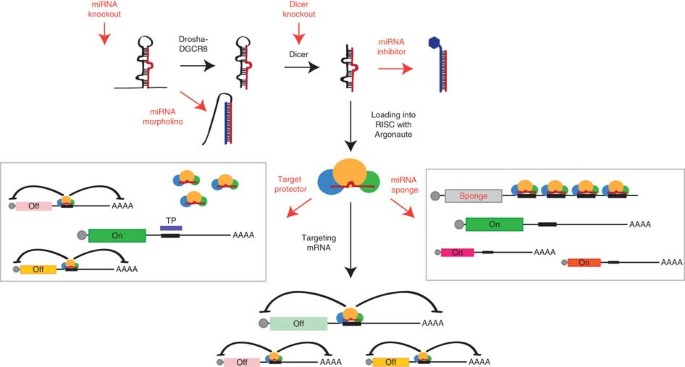 Use of target protector morpholinos to analyze the physiological roles of specific mirna-mrna pairs in vivo
