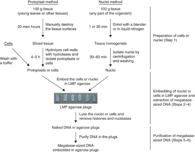 Preparation of megabase-sized DNA from a variety of organisms 
