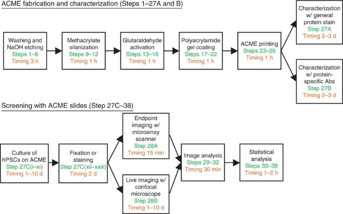 Arrayed cellular microenvironments for identifying culture and differentiation conditions for stem, primary and rare cell populations