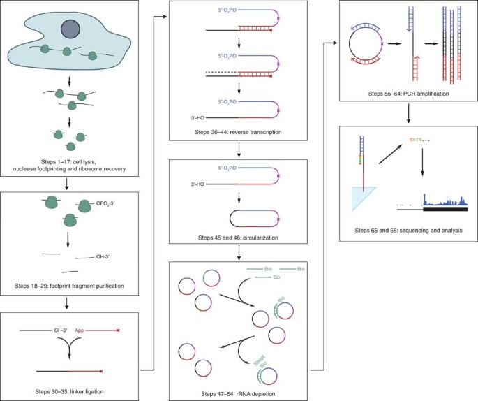 Polysome Fractionation & Analysis: Mammalian Translatomes On Genome-Wide  Scale l Protocol Preview 