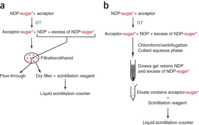 Radiometric And Spectrophotometric In Vitro Assays Of Glycosyltransferases Involved In Plant Cell Wall Carbohydrate Biosynthesis Nature Protocols