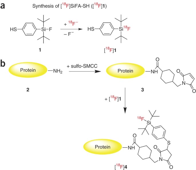 Protein labeling with the labeling precursor [18f]sifa-sh for positron emission tomography