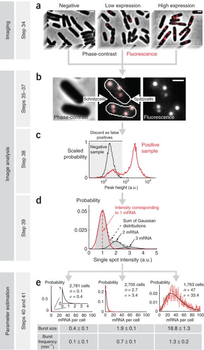 Measuring mRNA copy number in individual Escherichia coli cells using  single-molecule fluorescent in situ hybridization