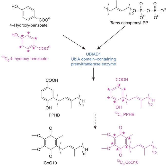 13c-isotope-based protocol for prenyl lipid metabolic analysis in zebrafish embryos