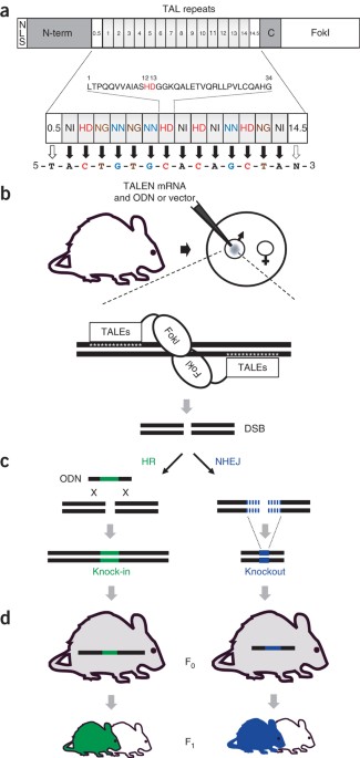 Generation of targeted mouse mutants by embryo microinjection of talen mrna