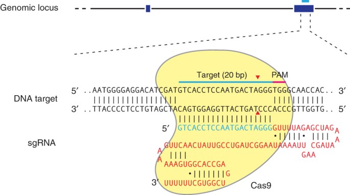 engineering CRISPR-Cas9 system | Nature Protocols