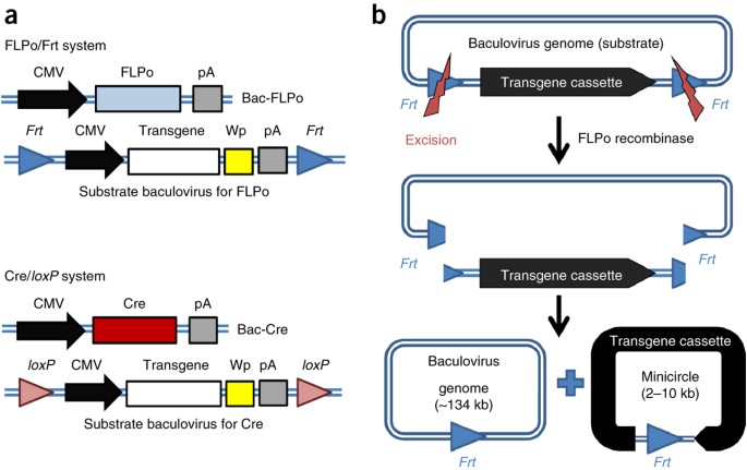 stem cells using baculovirus