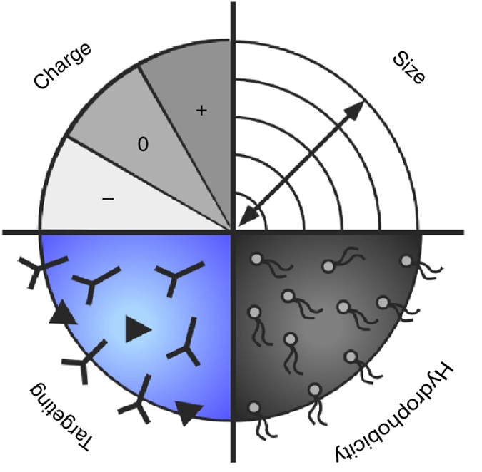 Quantitative profiling of the protein coronas that form around nanoparticles