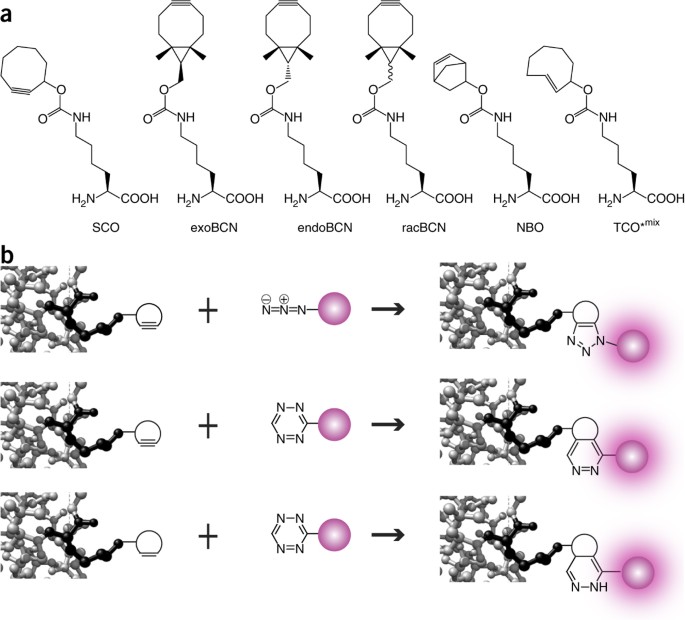 Chemical Tags for Labeling Proteins Inside Living Cells