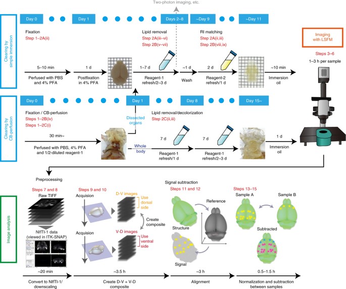 Advanced cubic protocols for whole-brain and whole-body clearing and imaging