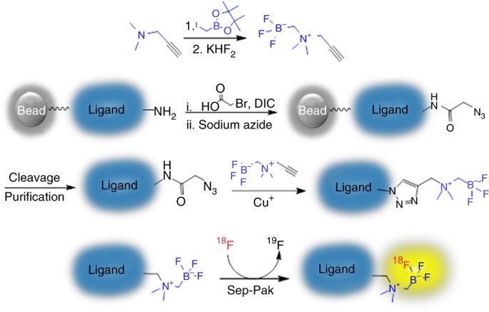 One-Step, Rapid, 18F–19F Isotopic Exchange Radiolabeling of  Difluoro-dioxaborinins: Substituent Effect on Stability and In Vivo  Applications