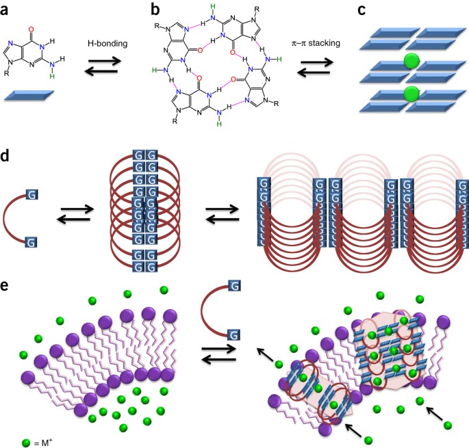 Bis-triazolyl diguanosine derivatives as synthetic transmembrane ion channels