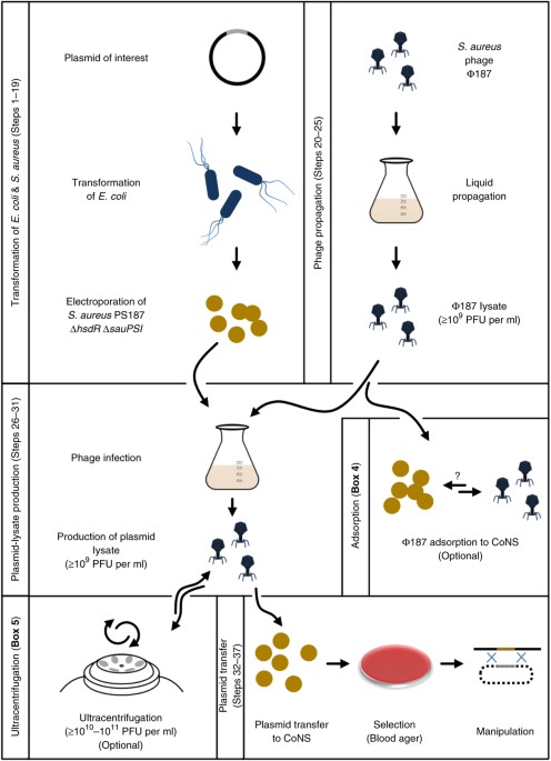 Genetic engineering of untransformable coagulase-negative staphylococcal pathogens