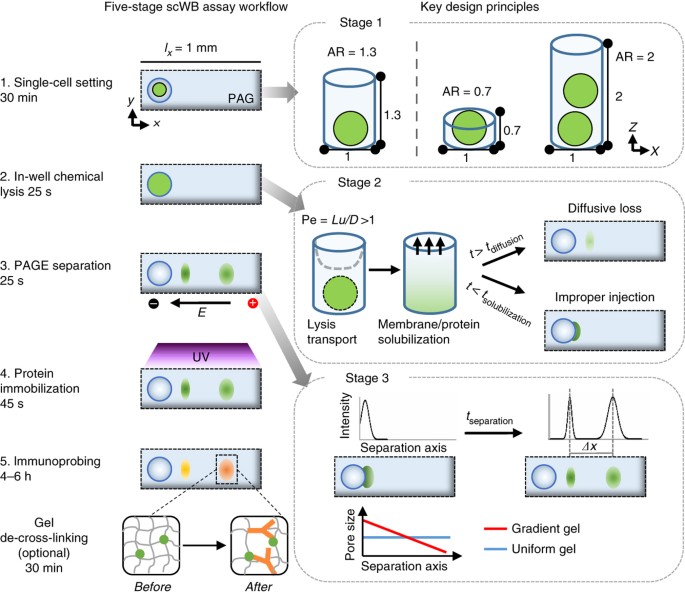 Single cell–resolution western blotting | Nature Protocols