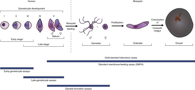 Routine in vitro culture of P. falciparum gametocytes to evaluate novel ...