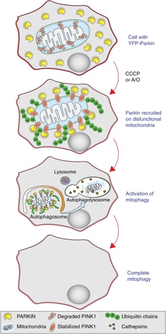 ghk-cu peptide latest research 2024 2025 GHK-Cu Peptide
