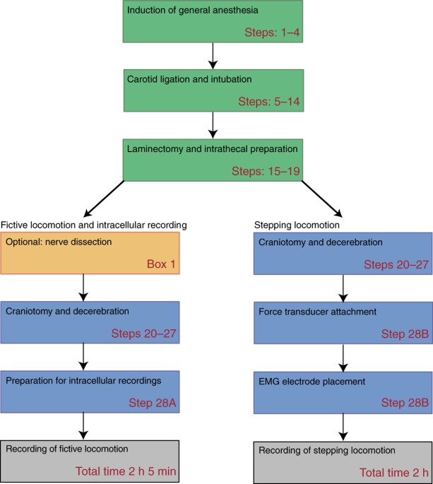 Decerebrate mouse model for studies of the spinal cord circuits