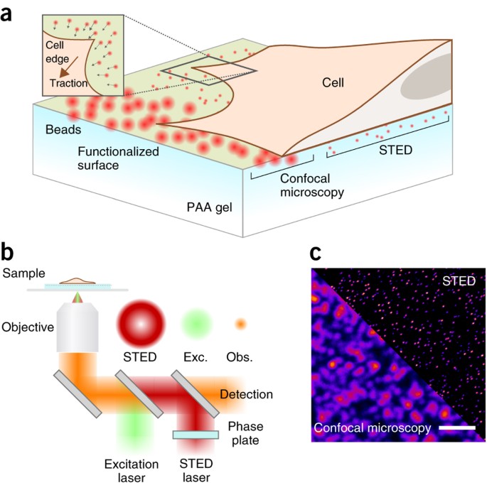 Dissection of mechanical force in living cells by super-resolved traction force microscopy
