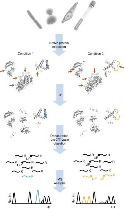 Measuring protein structural changes on a proteome-wide scale ...