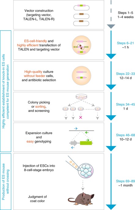Production Of Knock In Mice In A Single Generation From Embryonic Stem Cells Nature Protocols