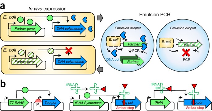 Compartmentalized partnered replication for the directed evolution of  genetic parts and circuits | Nature Protocols