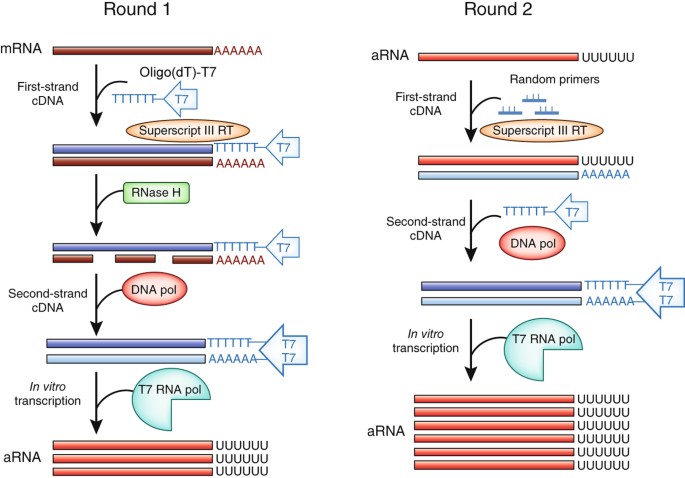 The successes and future prospects of the linear antisense RNA  amplification methodology | Nature Protocols