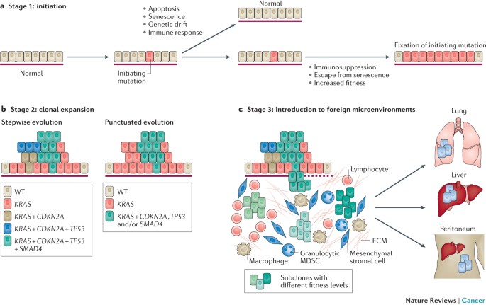 pancreatic cancer genetics