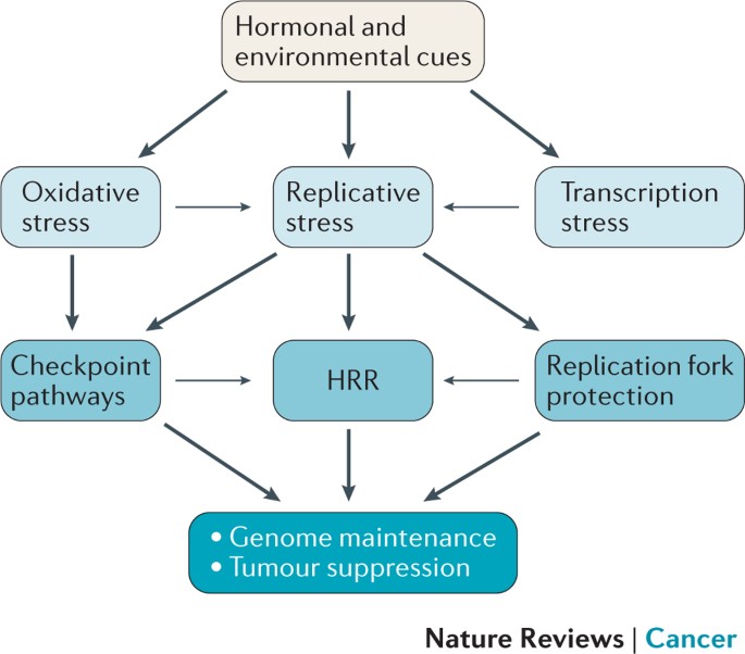 Hereditary breast and ovarian cancer: new genes in confined pathways |  Nature Reviews Cancer