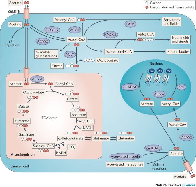 Frontiers  Acetate Revisited: A Key Biomolecule at the Nexus of  Metabolism, Epigenetics, and Oncogenesis – Part 2: Acetate and ACSS2 in  Health and Disease