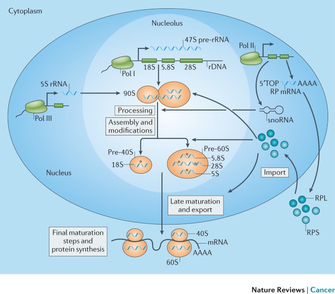 Ribosome Biogenesis In Cancer New Players And Therapeutic Avenues Nature Reviews Cancer Ribosome Biogenesis In Cancer New Players And Therapeutic Avenues Nature Reviews Cancer