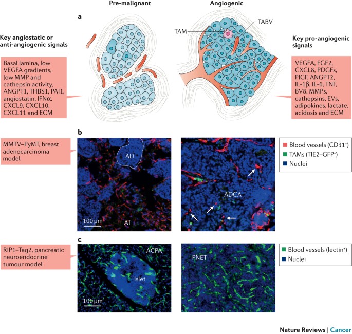 Microenvironmental regulation of tumour angiogenesis