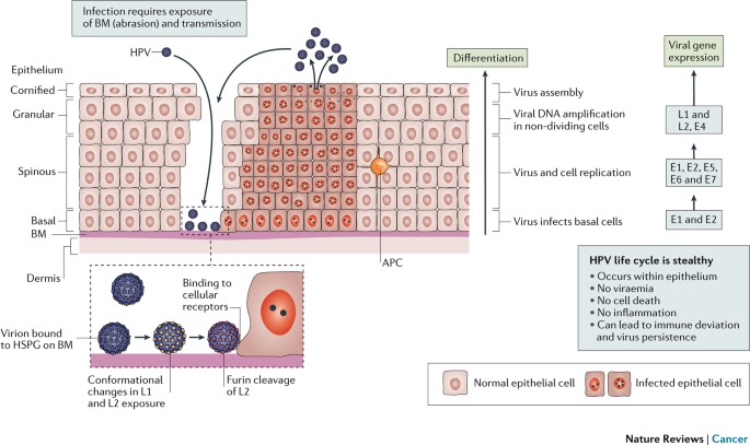 human papillomavirus vaccine discovery)