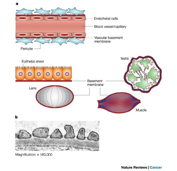 Basement membranes: structure, assembly and role in tumour ...
