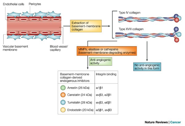 Collagen XVIII/endostatin is necessary for the organization of CF