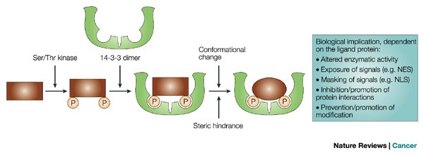 The 14 3 3 Cancer Connection Nature Reviews Cancer