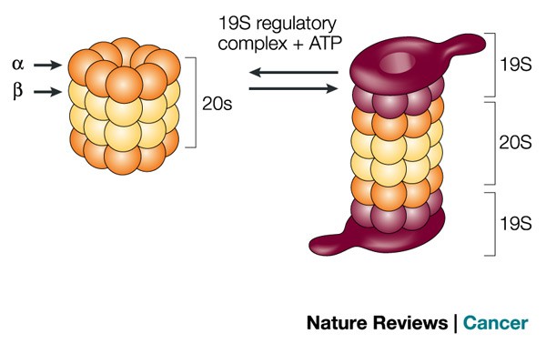 The proteasome: a suitable antineoplastic target Biology Diagrams