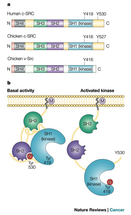 A Renaissance For Src Nature Reviews Cancer A Renaissance For Src Nature Reviews Cancer
