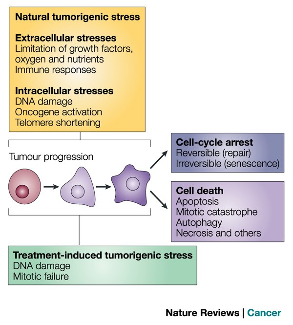 Pathways of apoptotic and non-apoptotic death in tumour cells | Nature  Reviews Cancer
