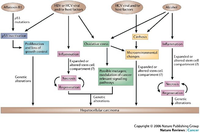 hepatic cancer pathophysiology